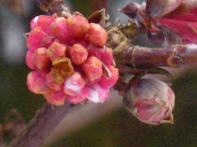 Viburnum_bodnantense_Dawn_IMG_4757.JPG