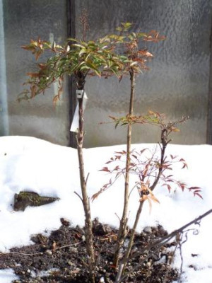 NandinaDomestica2.jpg