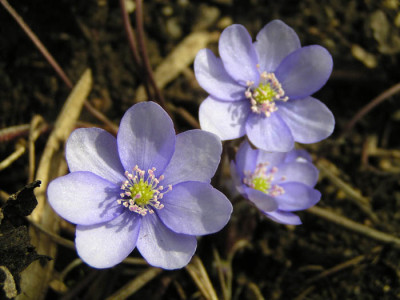 hepatica_lila_verdunklend.jpg