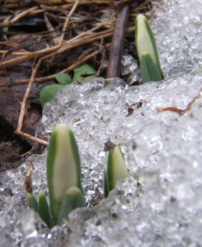 Galanthus_25-210.JPG