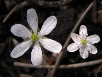 hepatica_stern.jpg