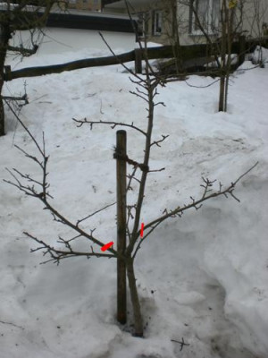 Baum_1k.JPG