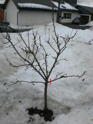 Baum_2k.JPG