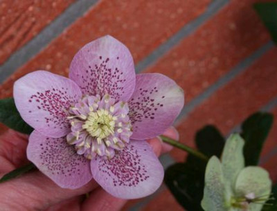 Helleborus10_1.jpg