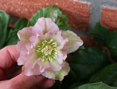 Helleborus10_2.jpg