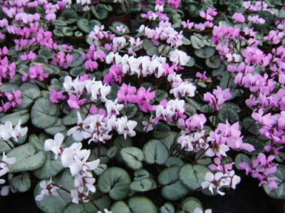 DSCF9964.JPG
