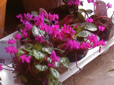 Cyclamen_coum-Topfchen_IMG_4763.JPG