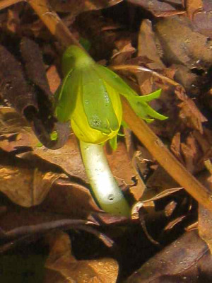 Eranthis_IMG_4773.JPG