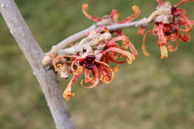 Hamamelis_002_n.jpg