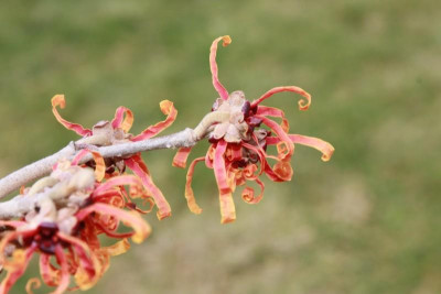 Hamamelis_003_n.jpg
