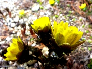 Fruhling_2010_001.jpg