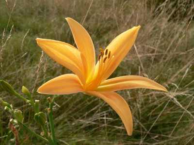 HP_H._fulva_littorea.JPG