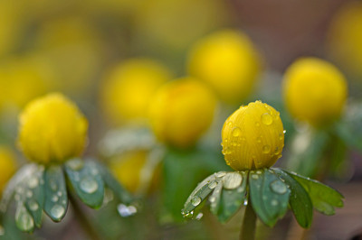 Eranthis-Feb2510-1.jpg