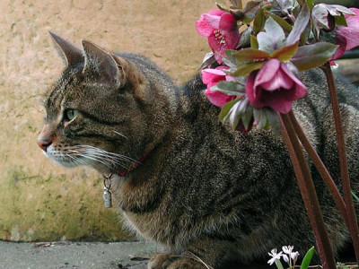 1helleborus-rot.jpg