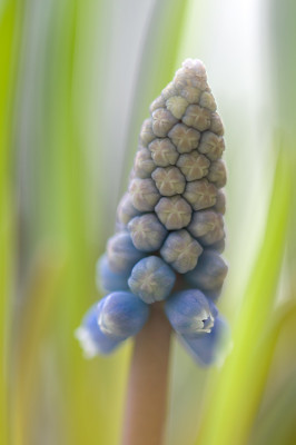 Muscari-Feb2210.jpg