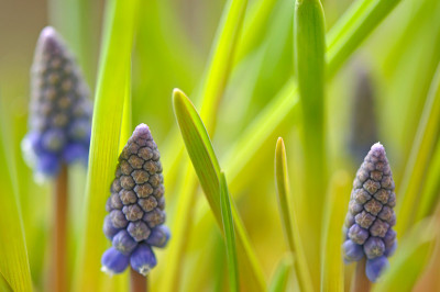Muscari-Feb2710.jpg