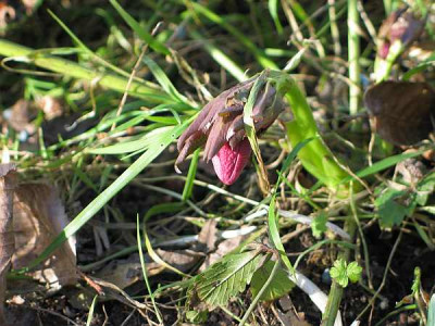 helleborus.o.axel-2010.jpg