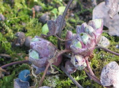 hepatica-ax2010.jpg