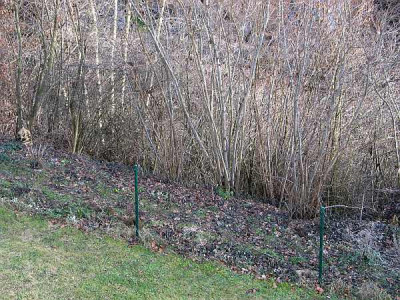 Bahnstauden.jpg