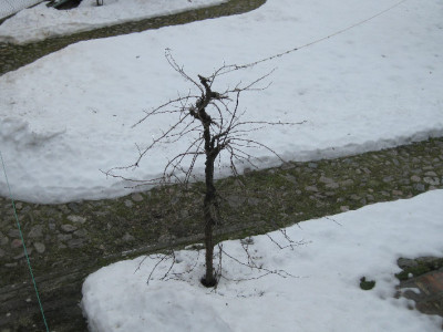 Mitschurinski_B._27.02.2010.jpg