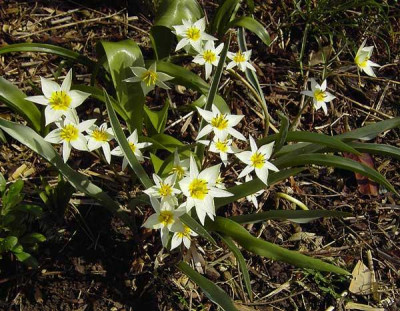 Tulipa_Tarda-1.jpg