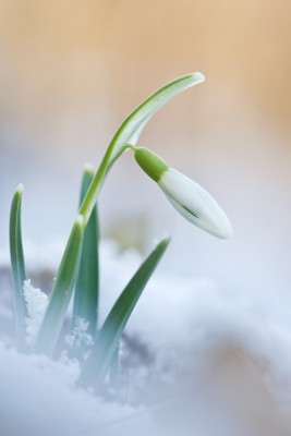 Schneeglockchen10.jpg