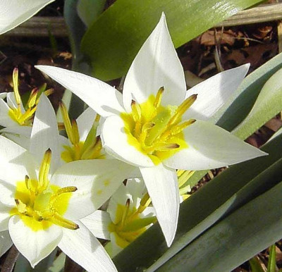 Tulipa_Tarda-2.jpg