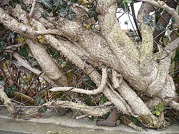 comp_Kopie_von_P1000993.jpg