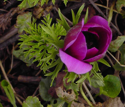 Anemone_Coronaria-1.jpg