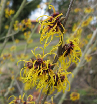 Hamamelis_Westerstede_640x480.jpg