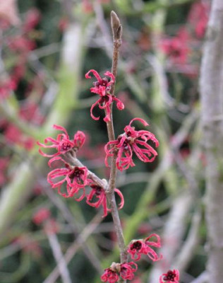 Hamamelis_Jelena_640x480.jpg