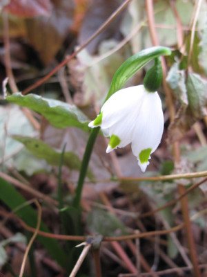 Leucojum_vernum_1589.jpg