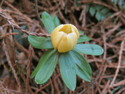 eranthis_schwefelglanz_1564.jpg