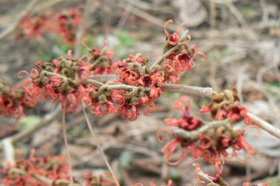 Hamamelis_100228_1.jpg
