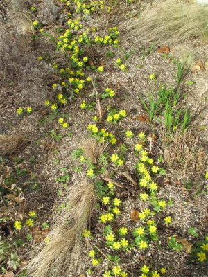 eranthis_27_feb_2010.jpg