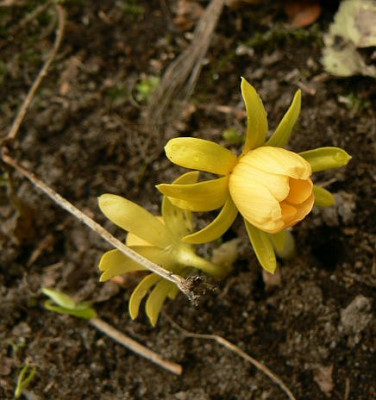 Eranthis_hyemalis_Schwefelglanz_100228.jpg