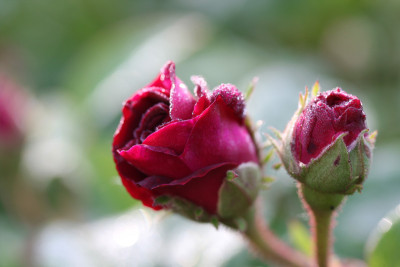 Rosen--und-Makro-Mai-2009-015.jpg