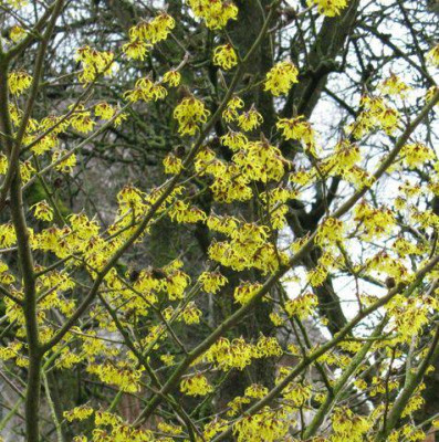 Hamamelis_Barmstedt_Gold_4_640x480.jpg