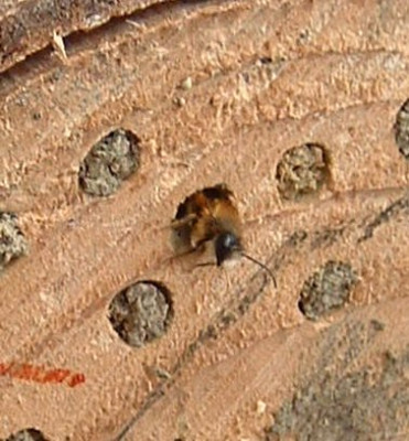 wildbiene_schluepft_270305_2.jpg