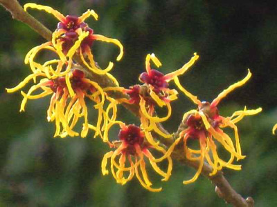 Hamamelis_Orange_Beauty_IMG_4774.JPG