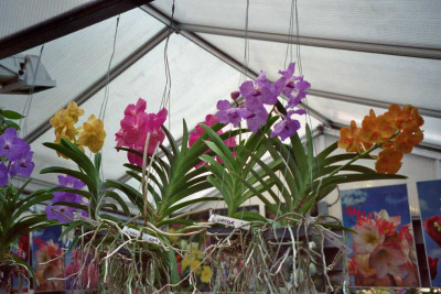 Vanda.1.jpg