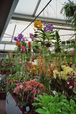 Bloemenmarkt.jpg