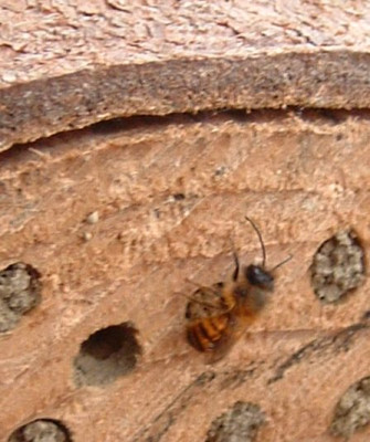 wildbiene_schluepft_270305_3.jpg