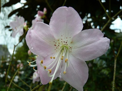 Schlippenbachs_Rhododendron_fars_2010.jpg