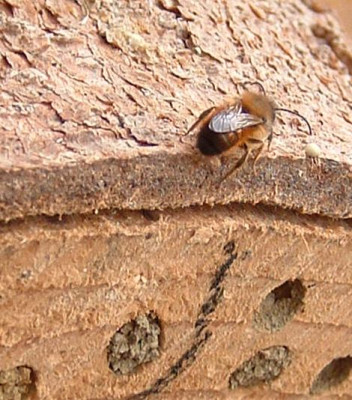 wildbiene_schluepft_270305_4.jpg