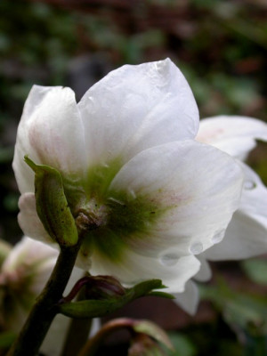 Helleborus_niger_hg_vh.jpg