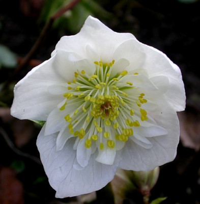 helleborus_niger_hg2.jpg