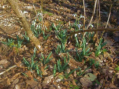 Galanthus_Hippolyta-Bestand_IMG_4784.JPG