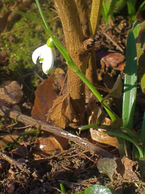 Galanthus_scharlockii_IMG_4797.JPG