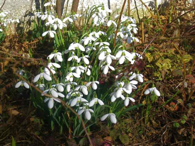Galanthus_S.Arnott_IMG_4787.JPG